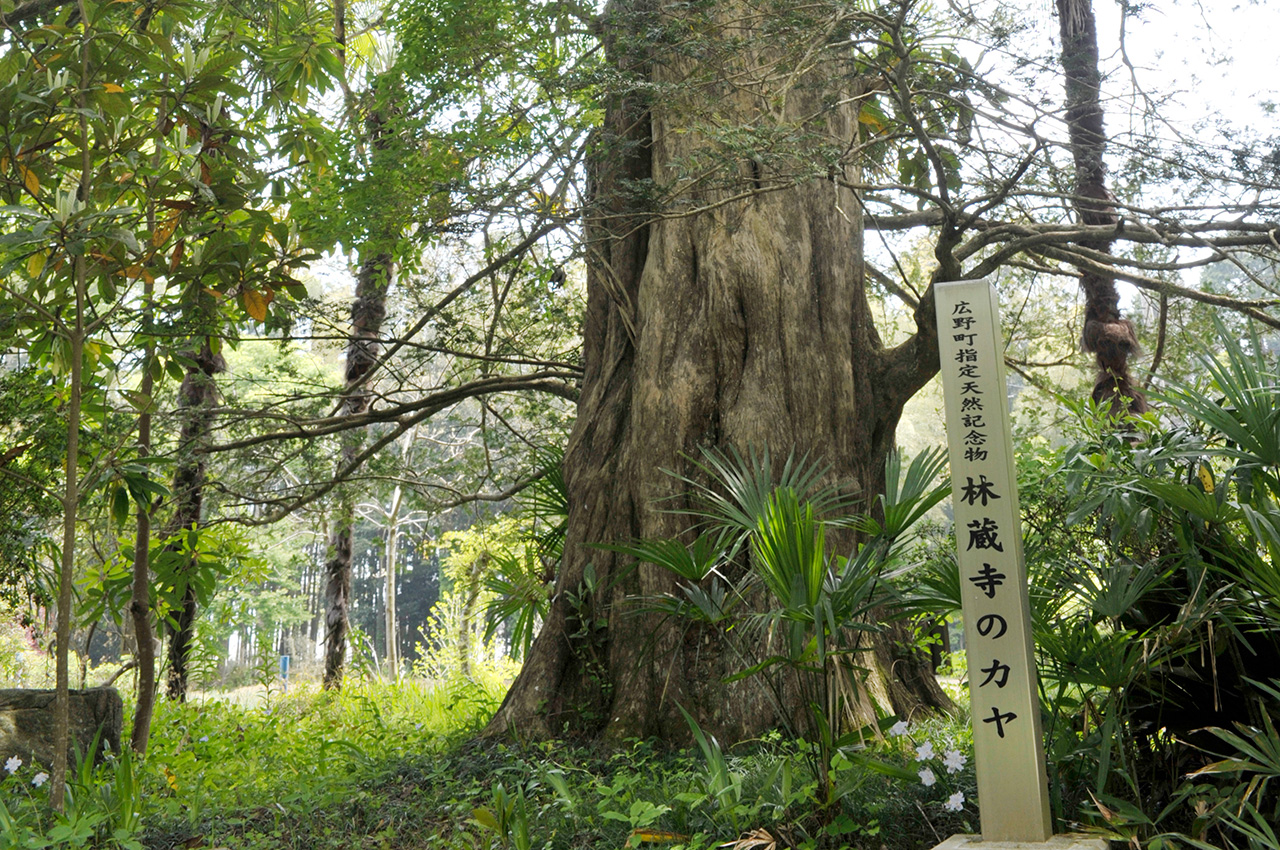 林蔵寺 観光ガイド 折木鉱泉若松屋旅館